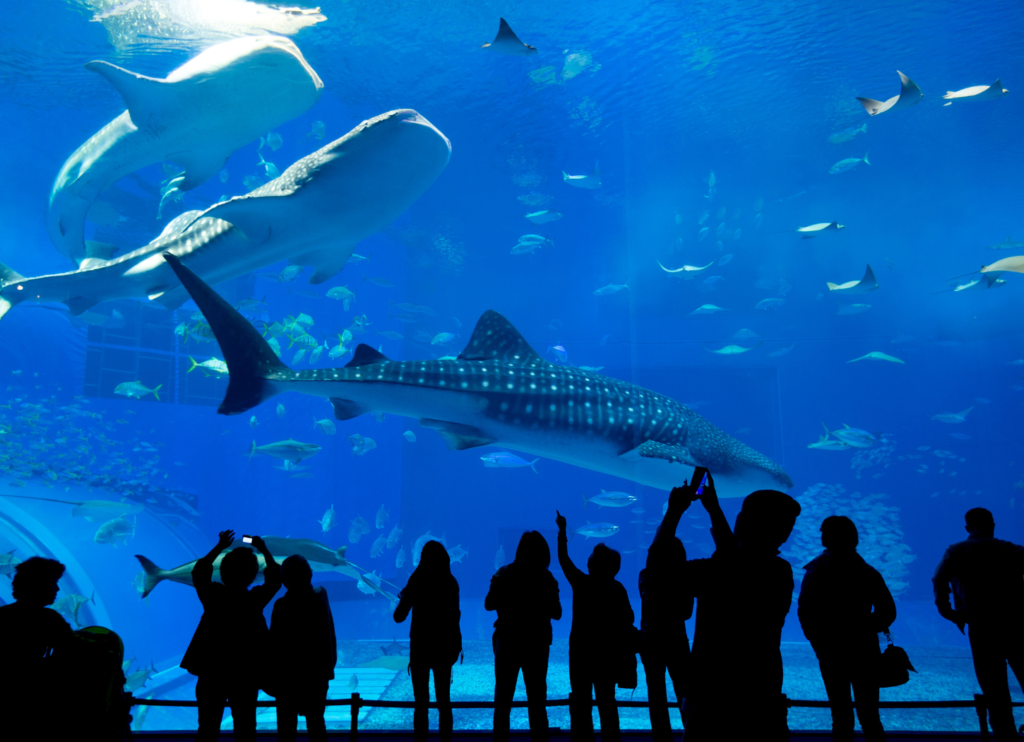 Okinawa Churaumi Aquarium