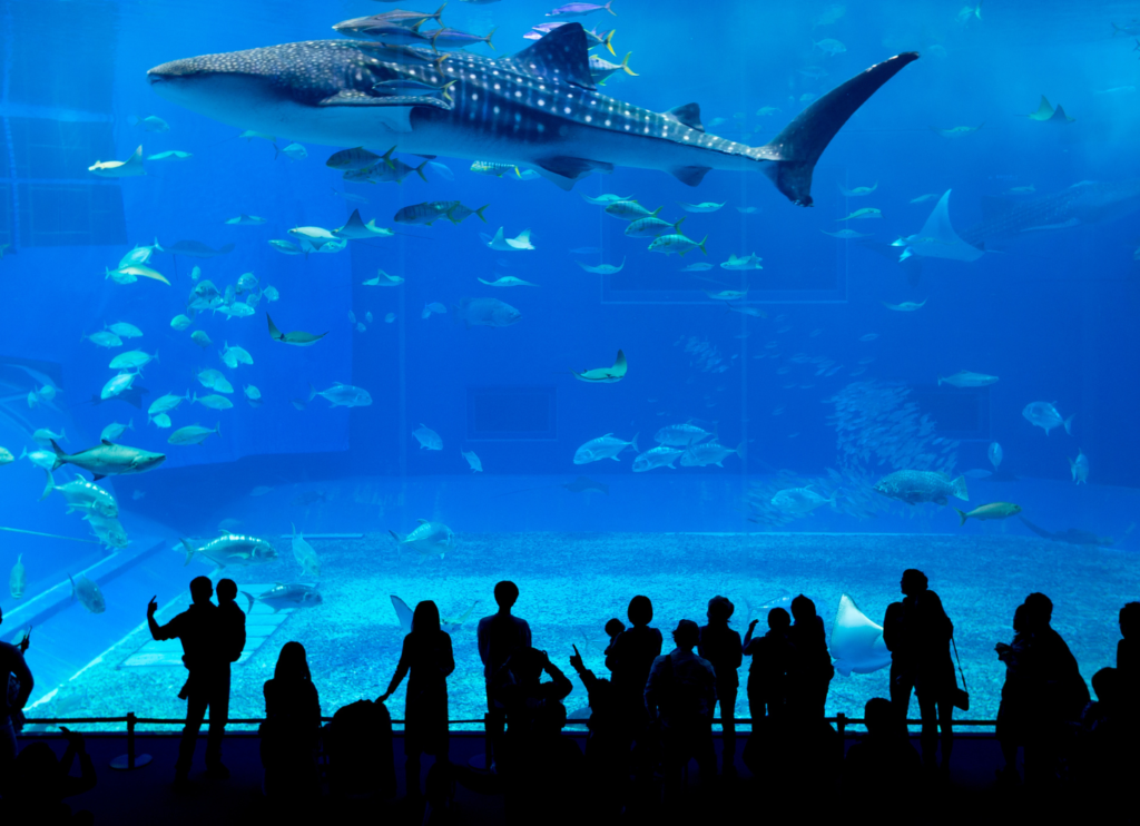 Churaumi Aquarium