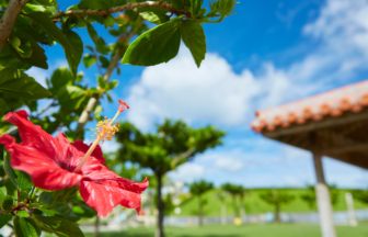 Okinawa hibiscus flower and traditional house in tropical garden