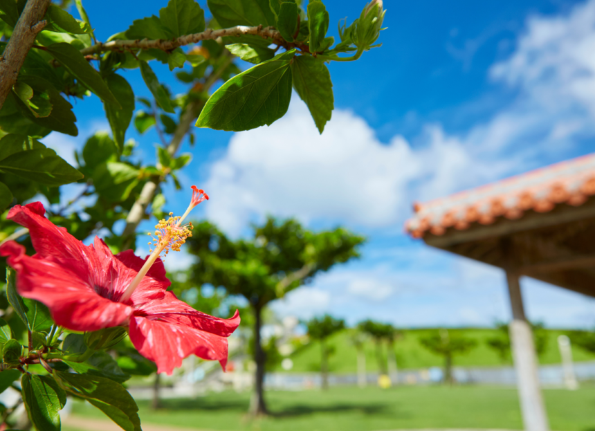 Okinawa hibiscus flower and traditional house in tropical garden