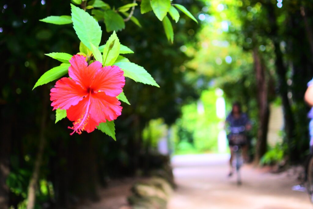 Remote Islands of Okinawa