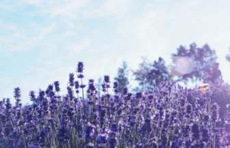 北海道　絶景スポット