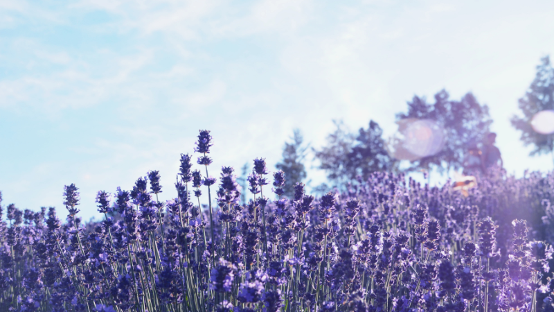 北海道　絶景スポット