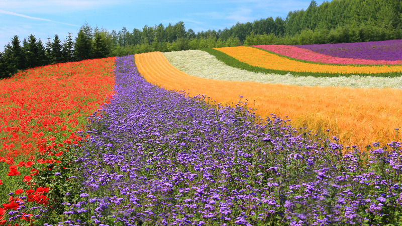 Hokkaido Shikisai-no-Oka