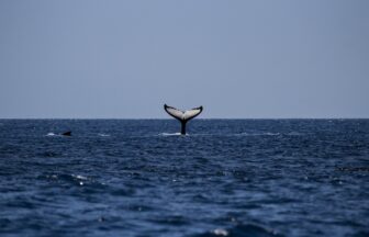 ホエールウォッチング 冬の沖縄旅行のオススメスポットと防寒対策
