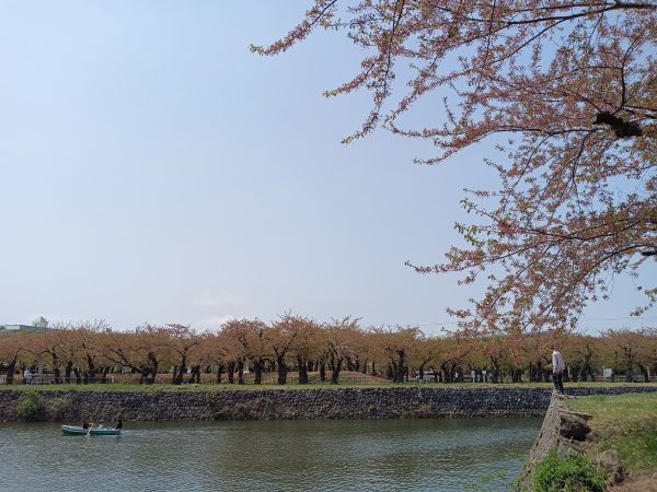 Cherry Blossoms at Goryokaku