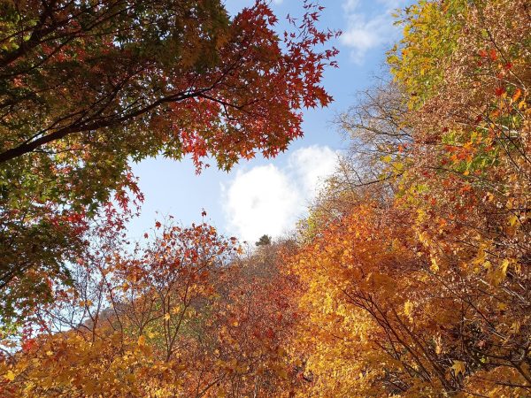 Autumn in Hokkaido - Jozankei Foliage
