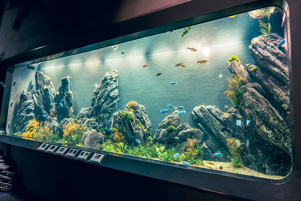Large freshwater aquascape tank with tropical fish