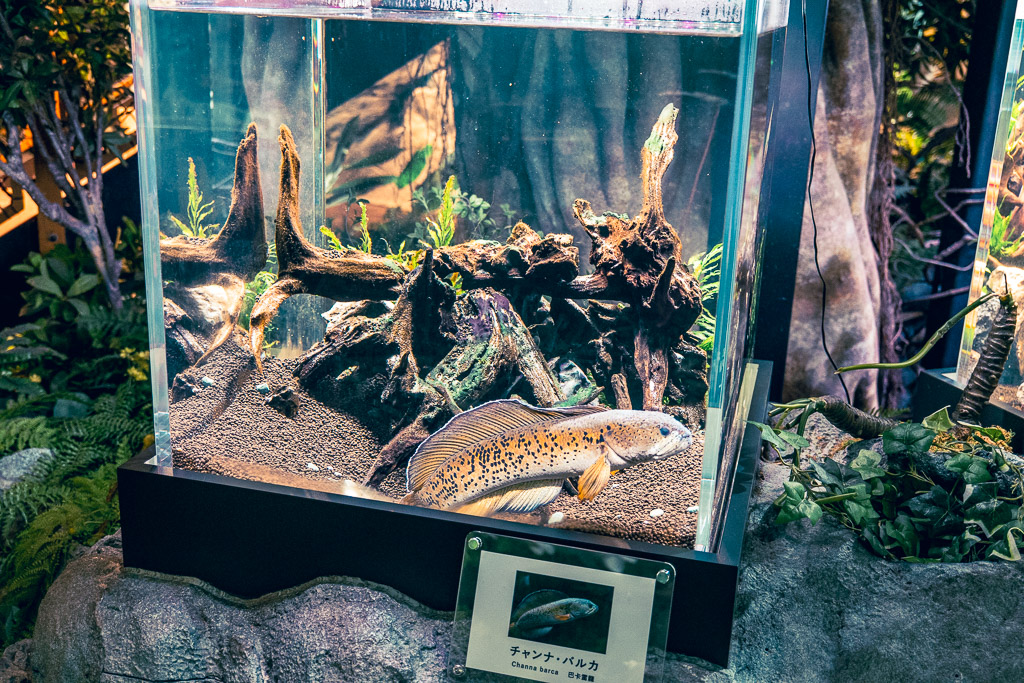Single-species display tank for rare fish