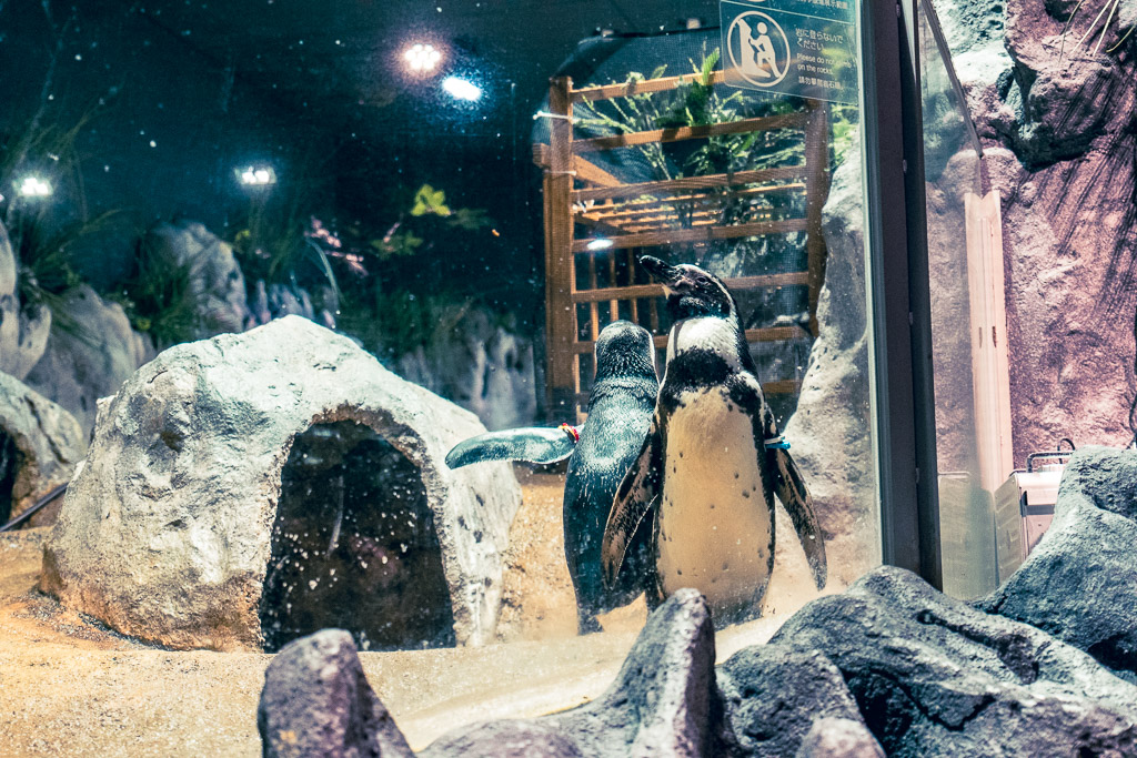 Humboldt penguins at the penguin zone