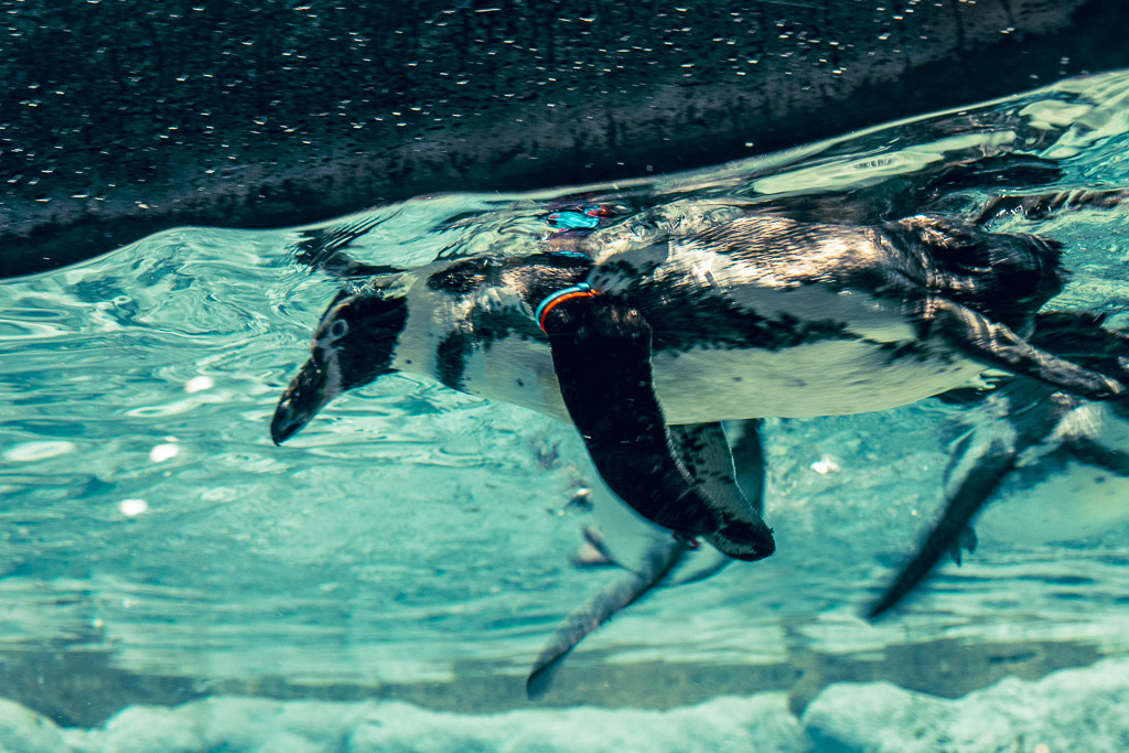 Penguins swimming underwater