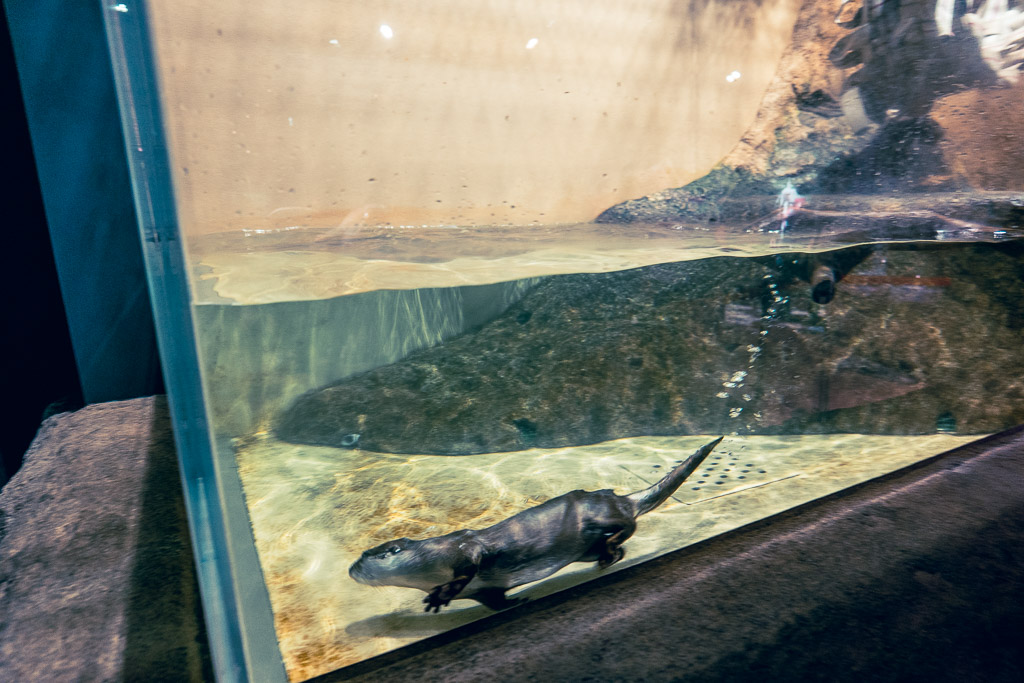 Asian small-clawed otter swimming