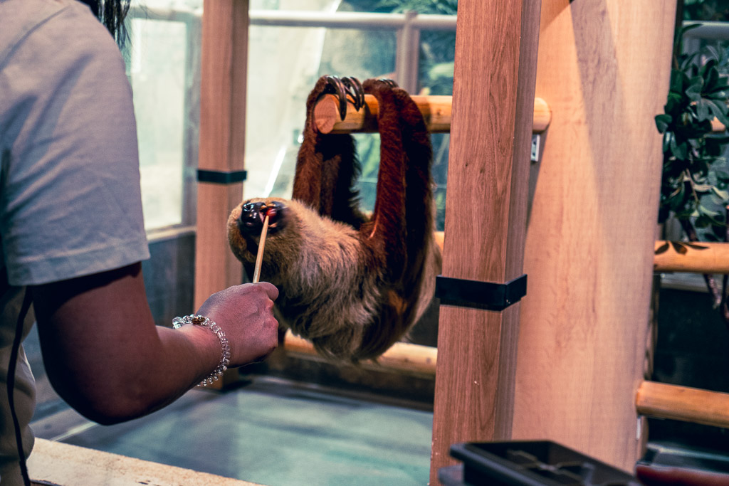 Two-toed sloth feeding time