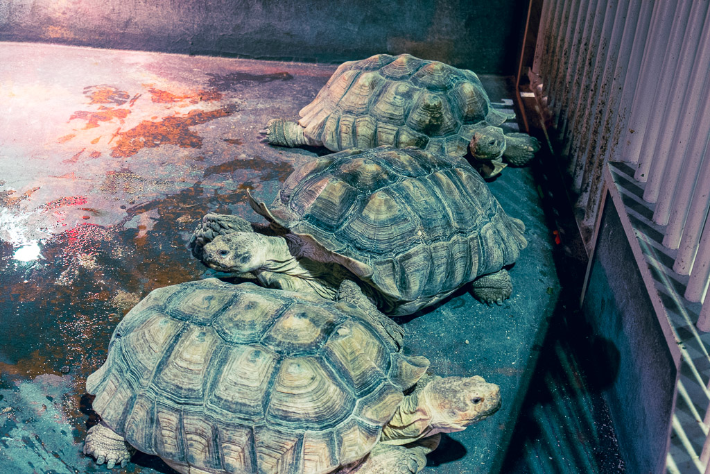 Large tortoises including Sulcata tortoises
