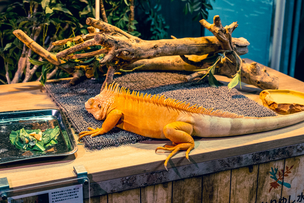 Bright orange iguana, albino color variation
