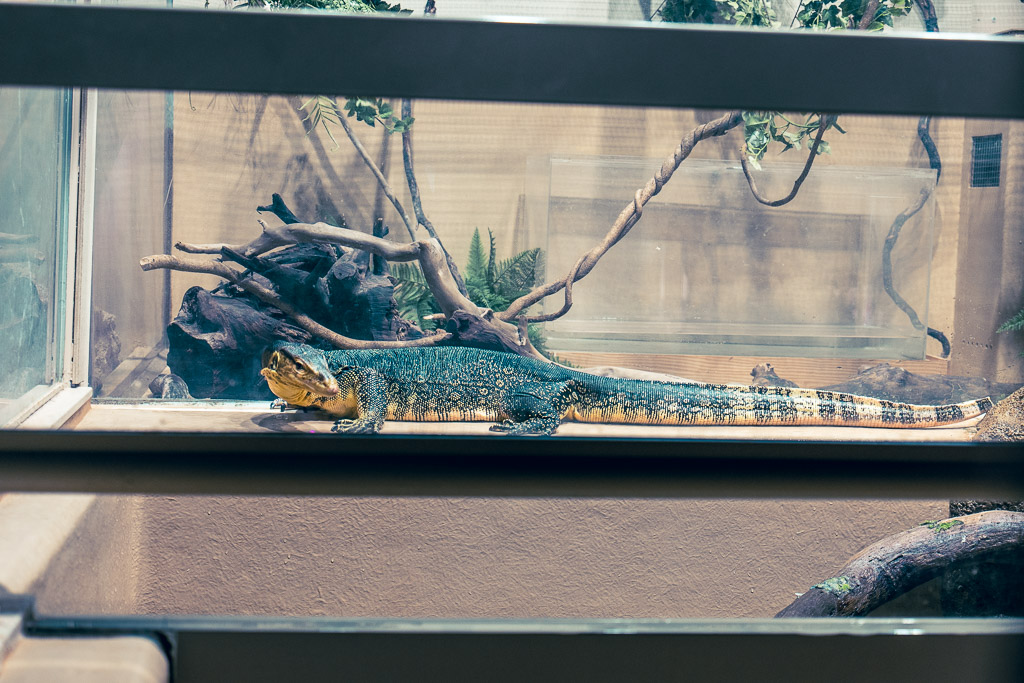 Large lizard, monitor lizard species