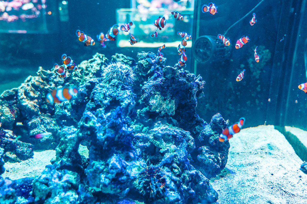 Clownfish and coral reef tank