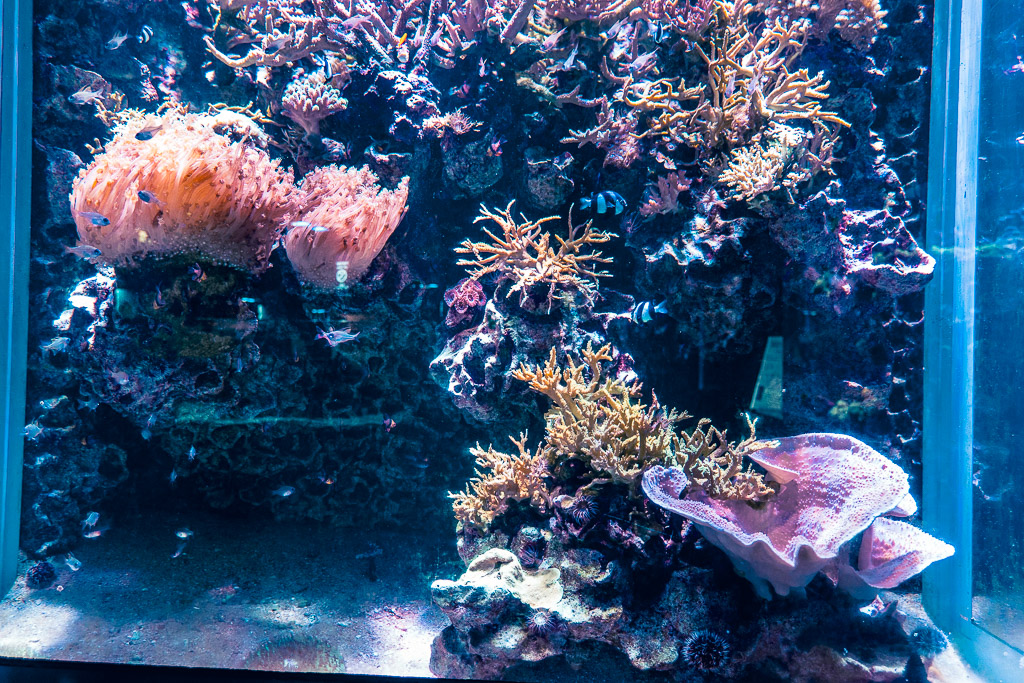 Colorful coral and sea anemone tank