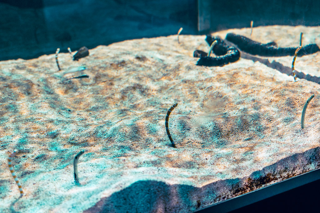 Garden eels poking out of the sand