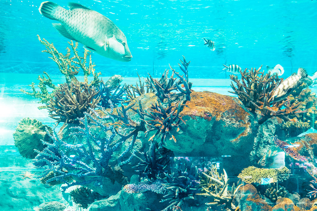 Napoleon fish (humphead wrasse) in coral reef tank