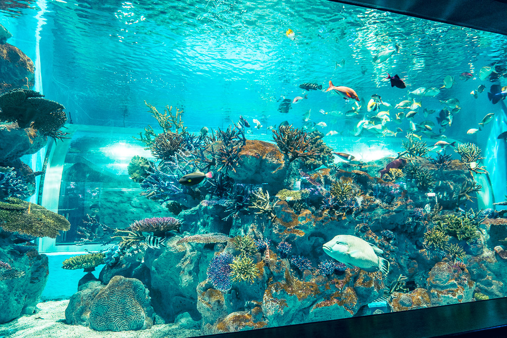 Large coral reef tank with tropical fish school