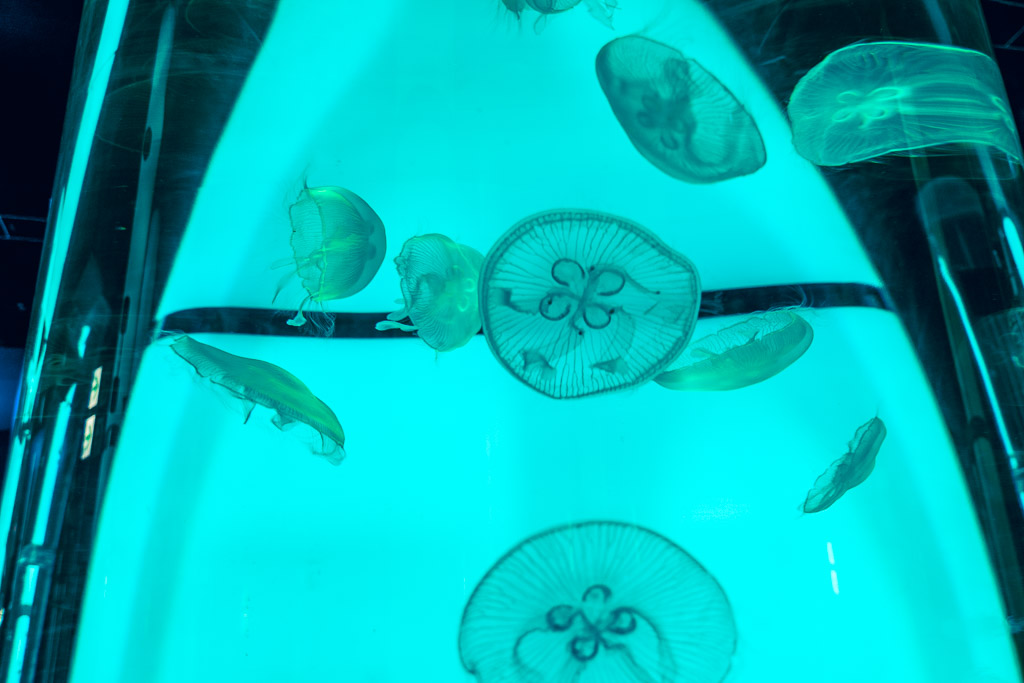 Jellyfish tank with teal blue lighting