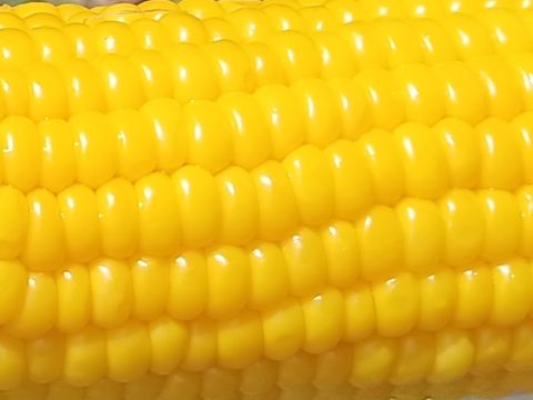 Freshly boiled sweet corn at a Furano farm stand