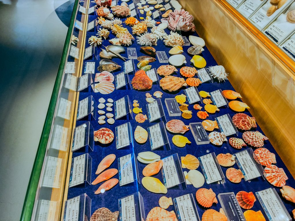 Kouri Ocean Tower Shell Museum — global rare shell exhibition