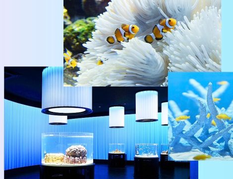 NIFREL aquarium interior