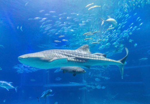 Whale shark swimming at Kaiyukan Aquarium