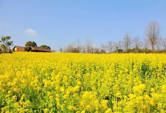 Field of rapeseed flowers at Harvest Hill