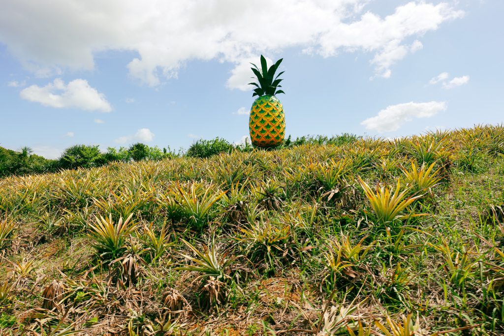 Giant pineapple sculpture above pineapple field at Nago Pineapple Park Okinawa