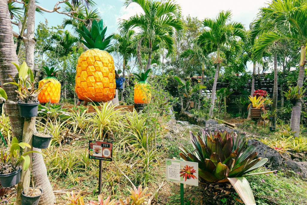 Large pineapple sculptures at Nago Pineapple Park photo zone Okinawa