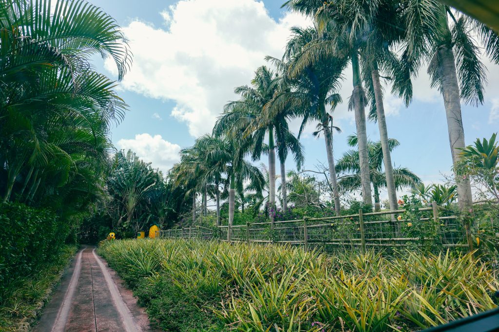 Tropical palm-lined walkway at Nago Pineapple Park Okinawa