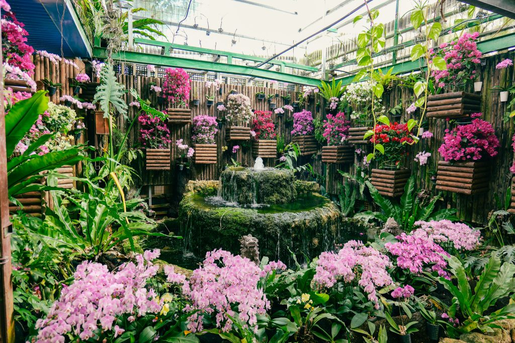 Orchid greenhouse with pink and purple flowers at Nago Pineapple Park