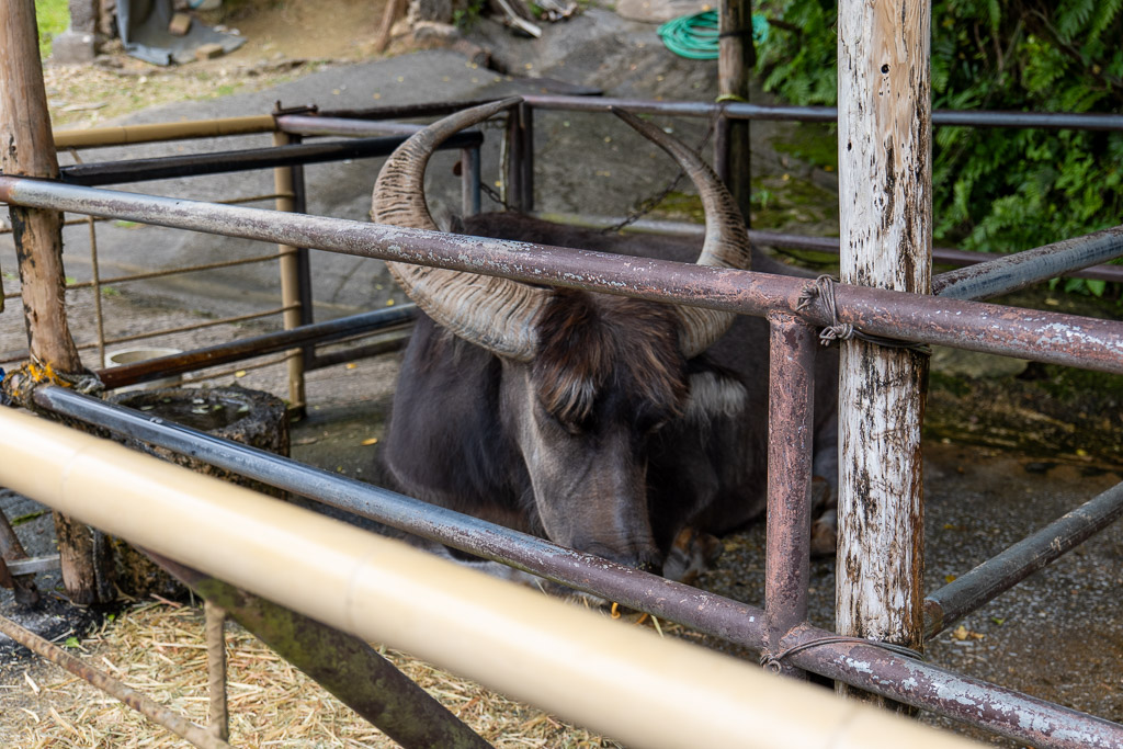 Water buffalo in iron-fence pen, close-up of black buffalo with white whiskers and large horns