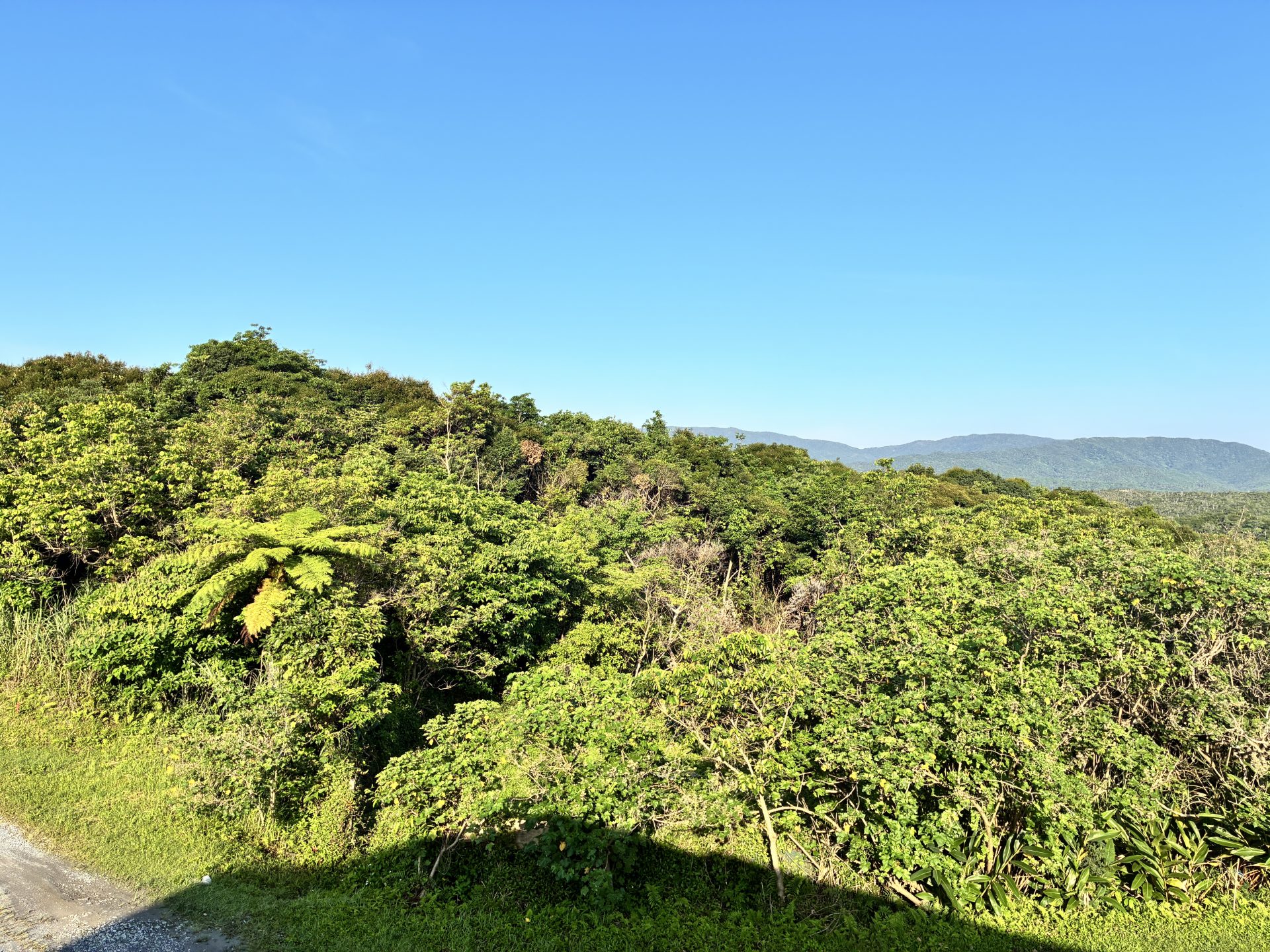 Yanbaru subtropical forest after the rain clears