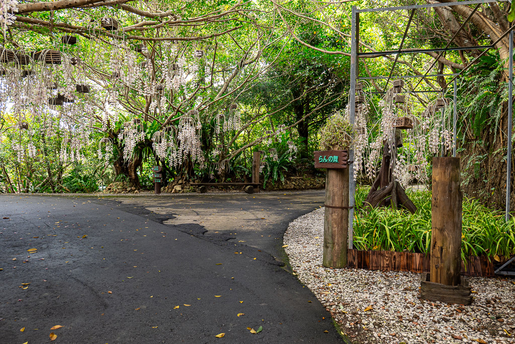 Entrance to the Bios no Oka orchid forest — a forest archway draped with cascading white wisteria-like flowers