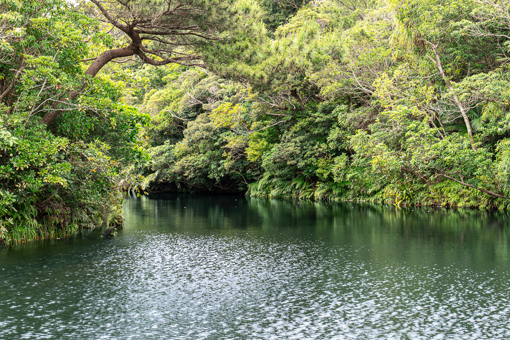 Man-made lake at Bios no Oka — deep green water mirrors the subtropical forest along both banks