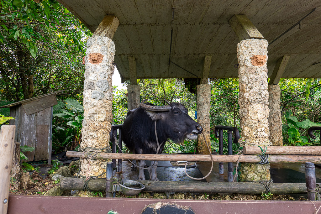 Resting water buffalo at Bios no Oka — a large black buffalo with white whiskers and big horns rests beneath a stone-pillar shelter
