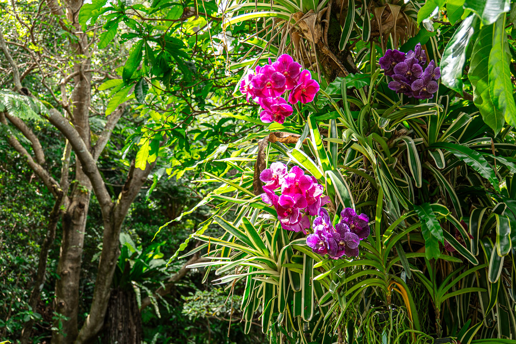 Purple and pink tropical orchids hanging from a forest tree at Bios no Oka — Vanda and Phalaenopsis cascading from the trunk