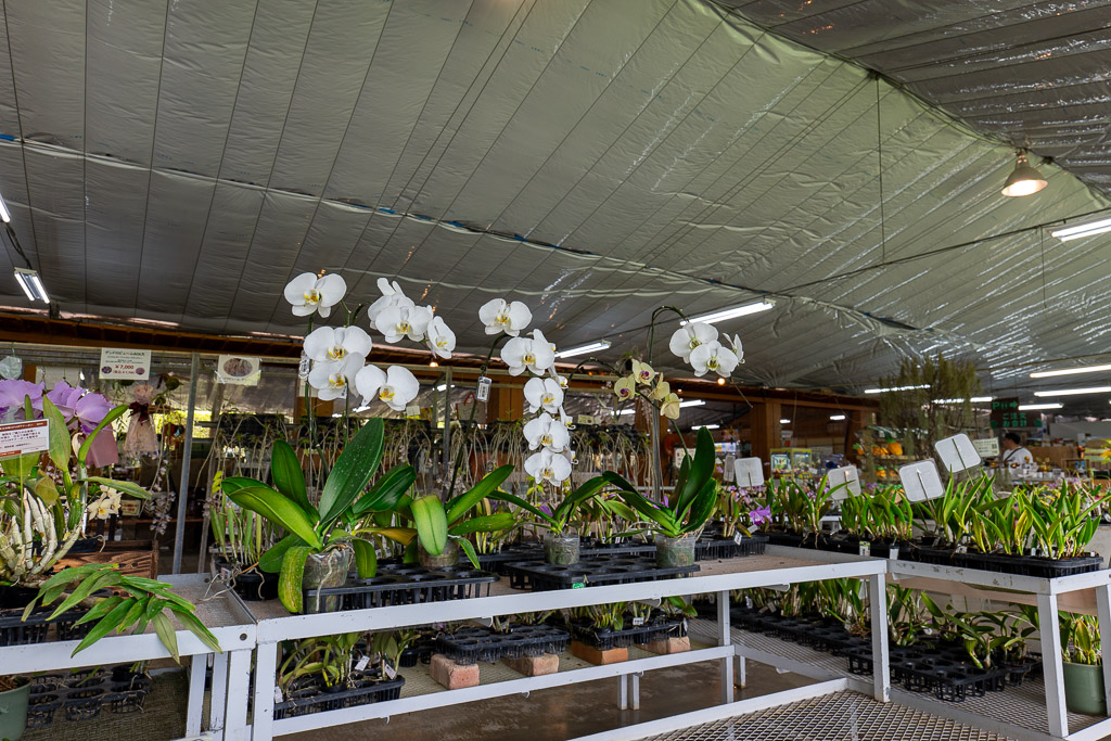 Orchid greenhouse at Bios no Oka — rows of white Phalaenopsis orchids on a wooden display bench