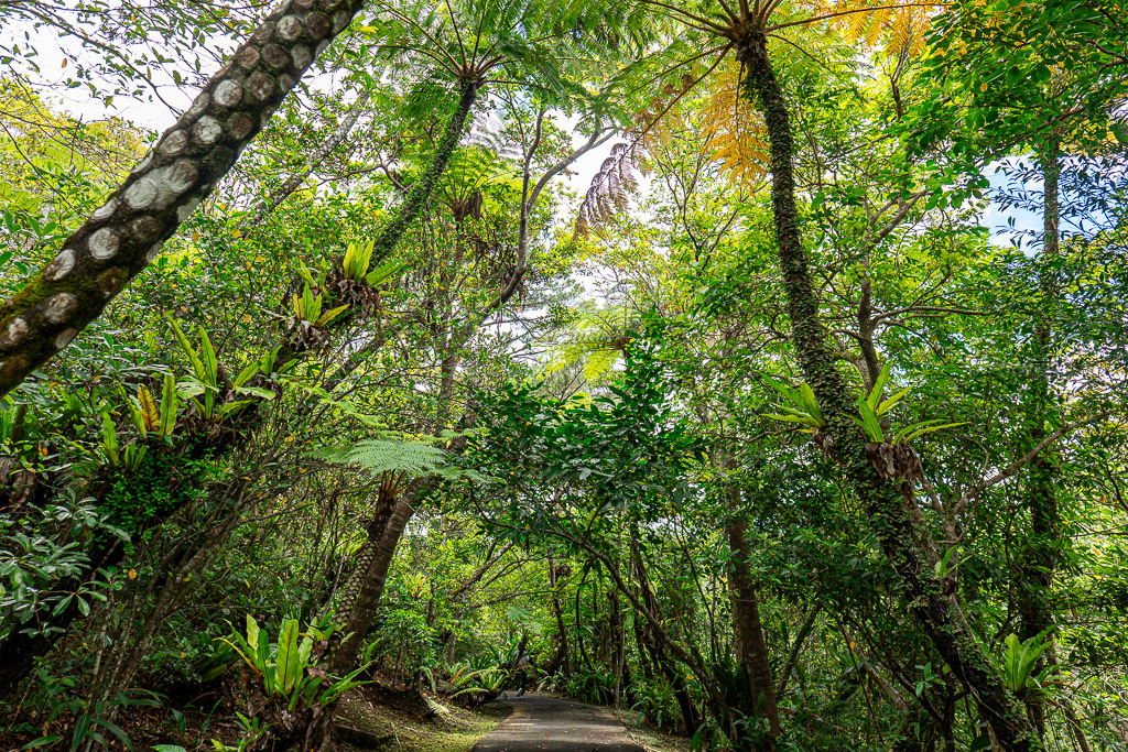 Tree fern walking path at Bios no Oka — towering tree ferns line both sides of a forest trail