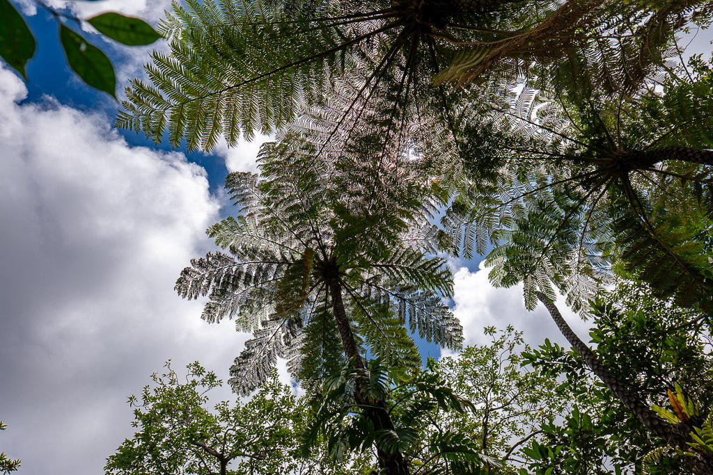 Looking up at tree ferns at Bios no Oka — giant fronds reach into the blue sky in a dramatic backlit silhouette
