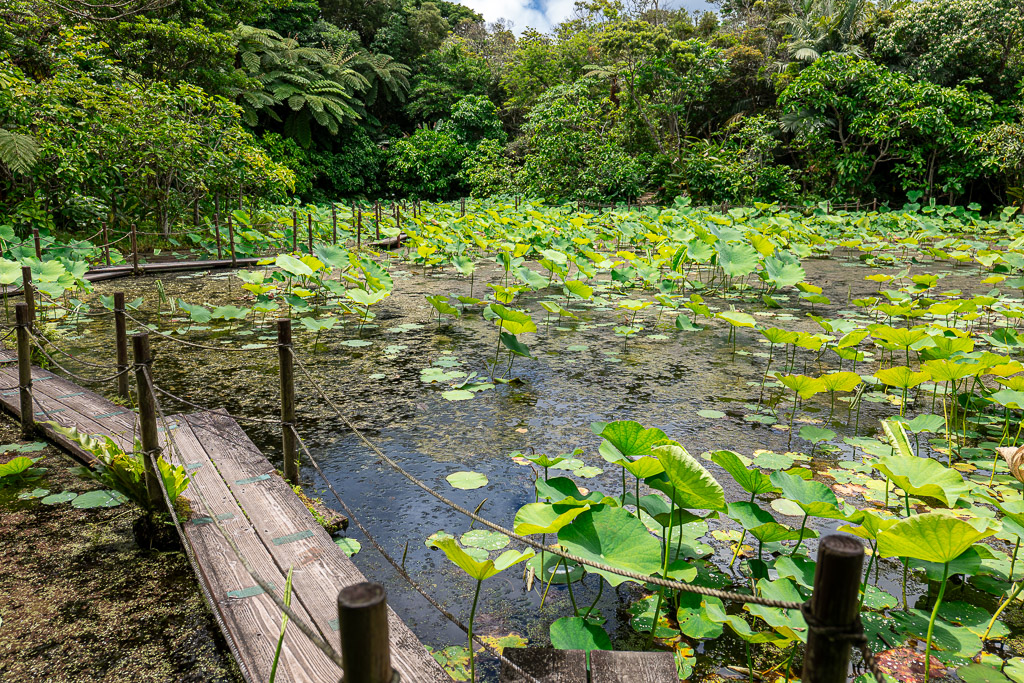 Lotus pond at Bios no Oka — a wooden boardwalk extends out into a pond covered in green lotus leaves