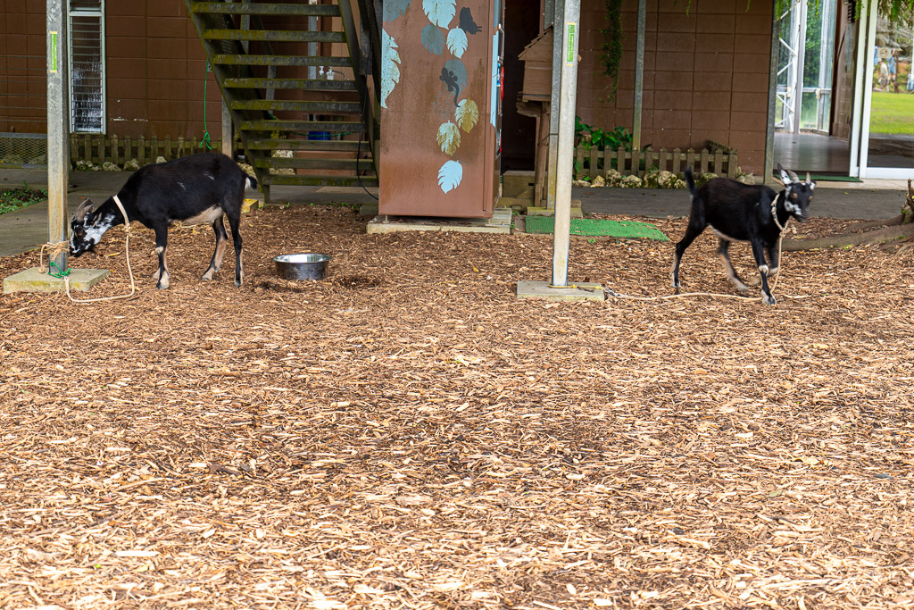 Goat corner at Bios no Oka — two black goats nibble grass on a wood-chip floor