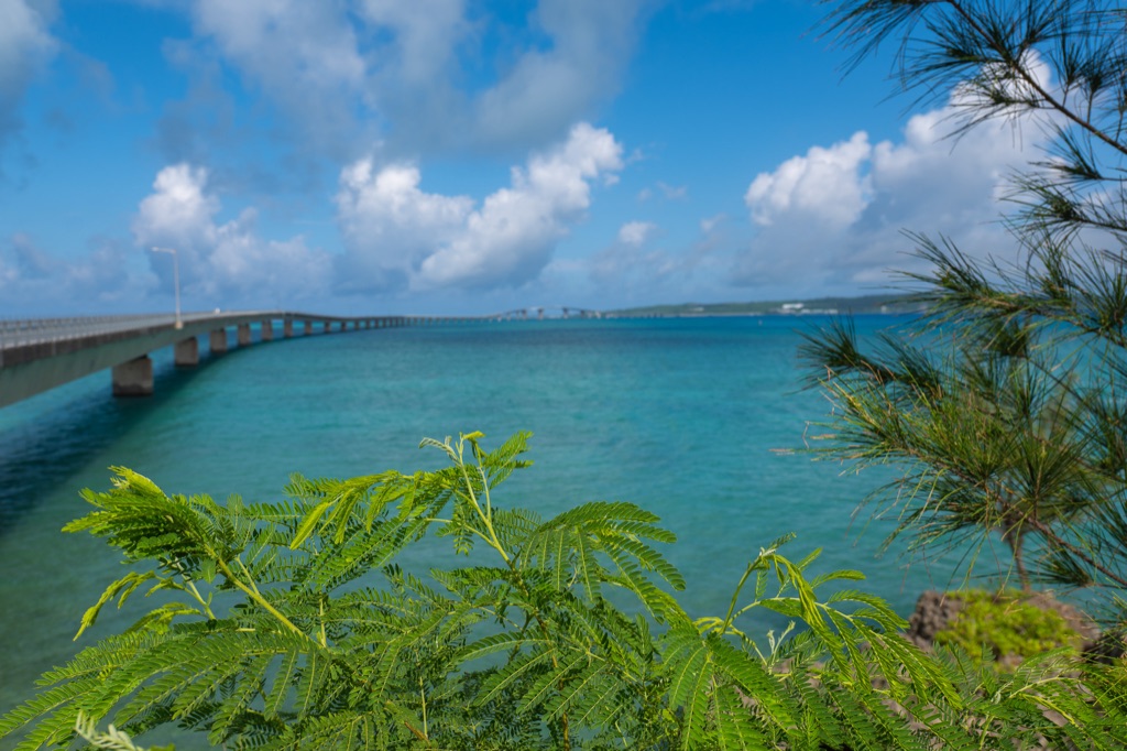 Irabu Ohashi Bridge framed by tropical foliage from the Miyako-side viewing area