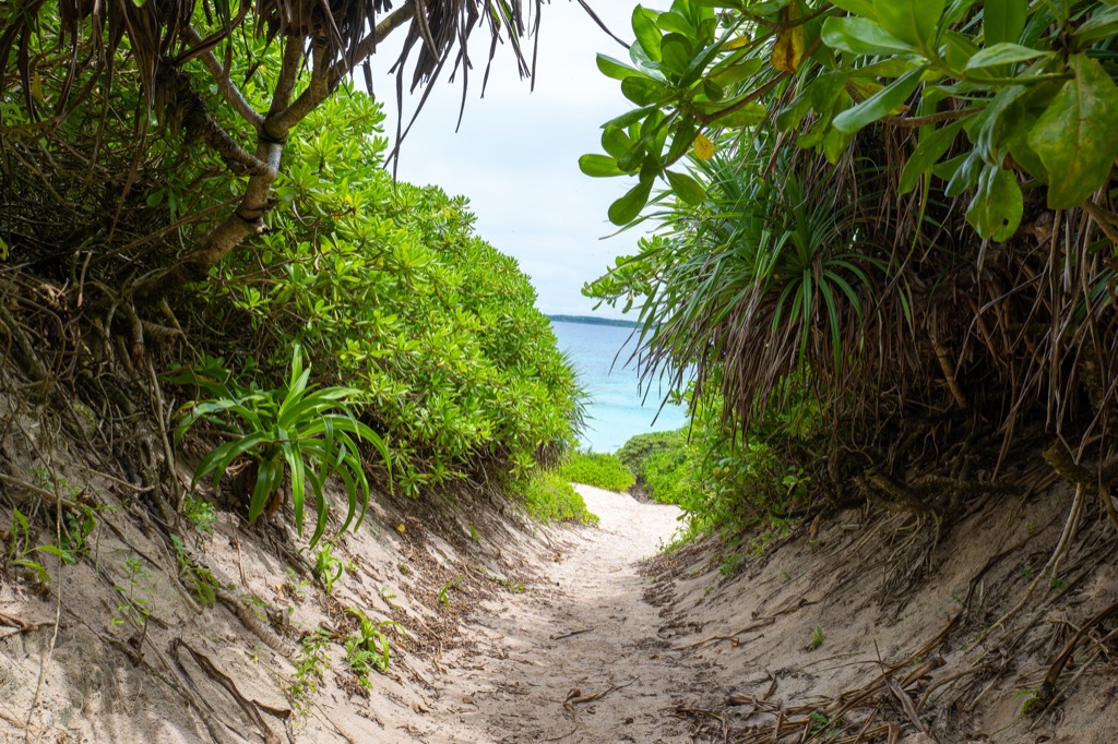 Sandy footpath leading to Sunayama Beach lined with Pandanus trees and tropical greenery