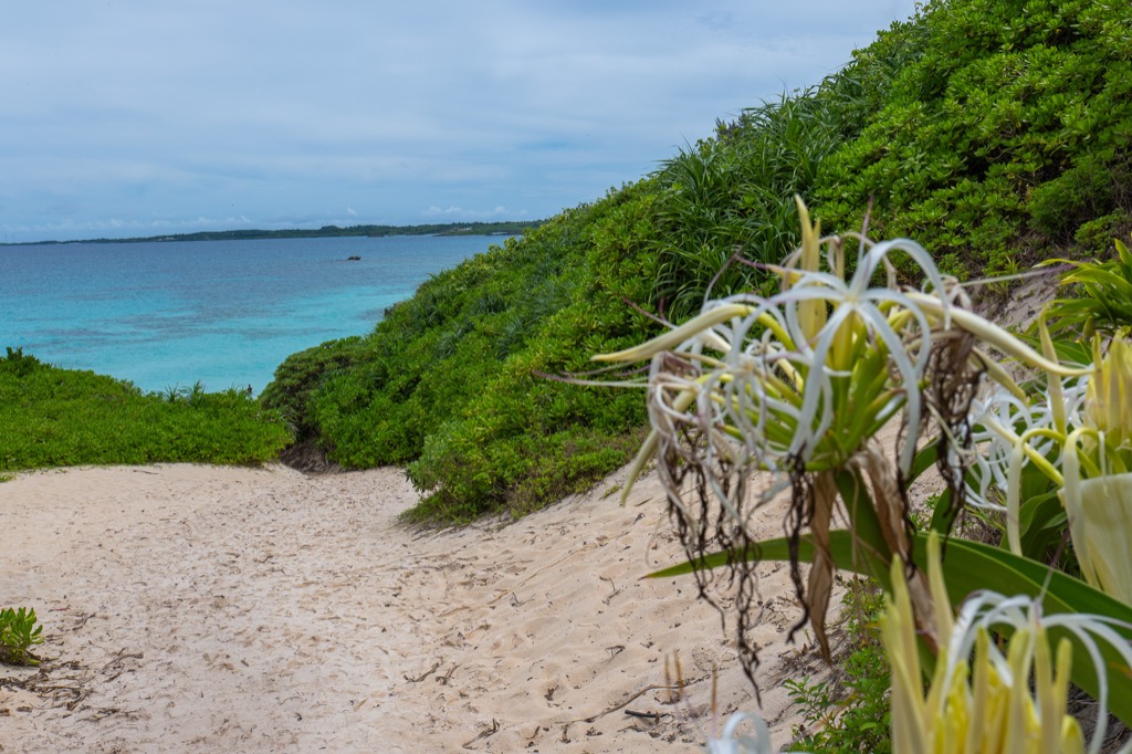 Sand path with native sea lily flowers blooming along Sunayama Beach in early summer