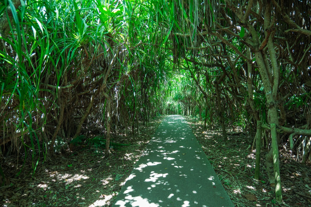 Shaded walking path tunneled by pandanus and tropical vines on the way to Toriike Pond